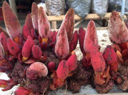 Rối loạn cương dương nên uống thuốc gì để bền bỉ, hồi phục gốc rễ?