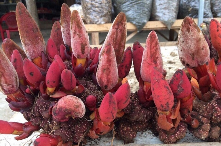 Rối loạn cương dương nên uống thuốc gì để bền bỉ, hồi phục gốc rễ?