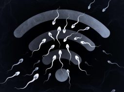 Sóng wifi làm giảm tinh trùng? Lời cảnh báo từ Lão Tuấn