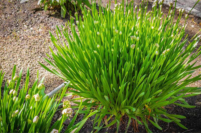 5 Mẹo Chữa Xuất Tinh Sớm Tại Nhà Giúp Anh Em Lấy Lại Bản Lĩnh