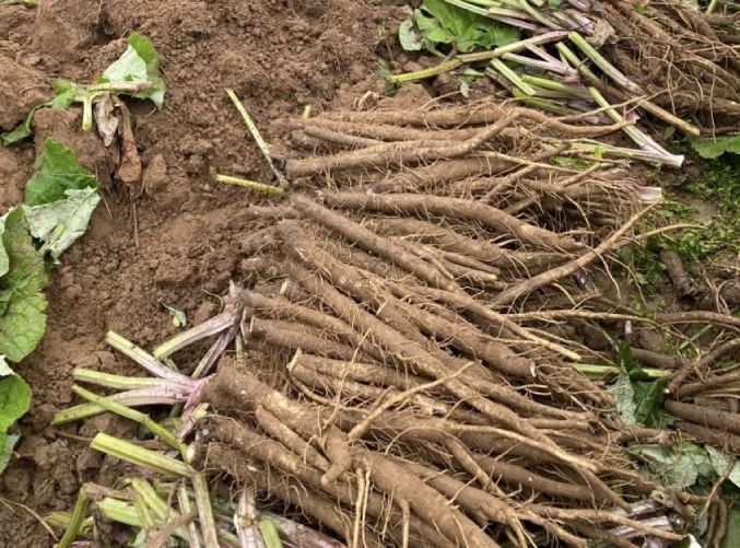 Rễ ngưu bàng dùng cho cả cảm mạo và mụn nhọt