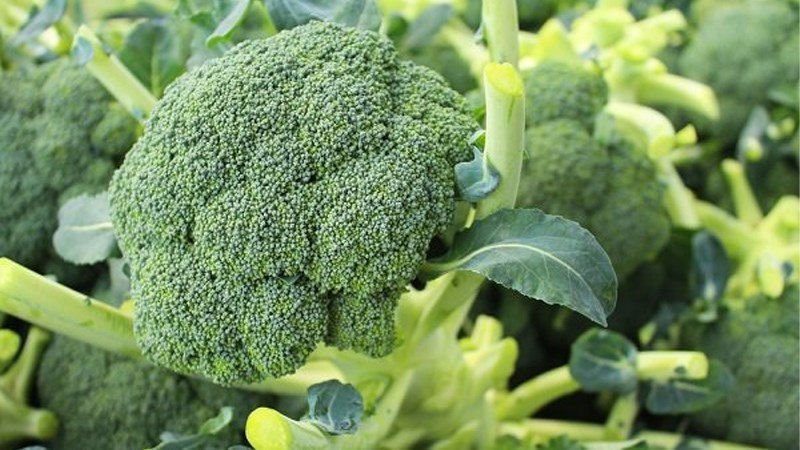 Thận yếu nên ăn rau gì? 5 loại rau "vàng" bồi bổ tinh khí cực tốt