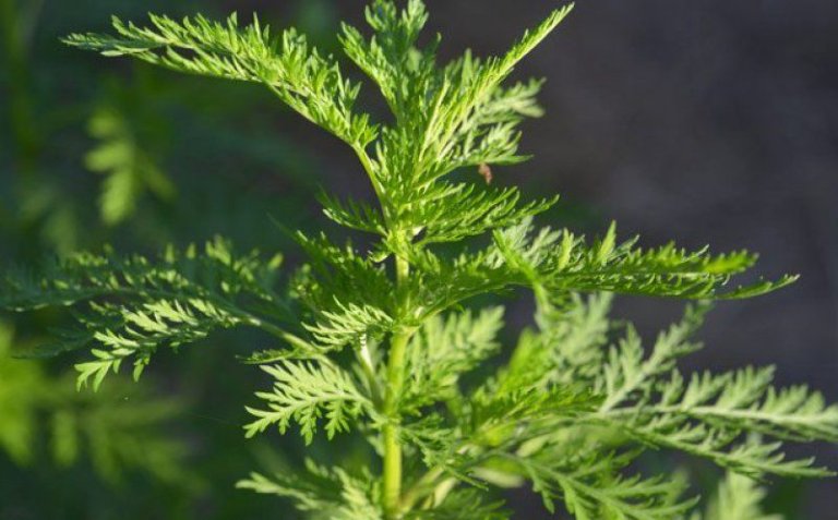 Bài thuốc hỗ trợ trị sốt và mẩn ngứa khá tốt