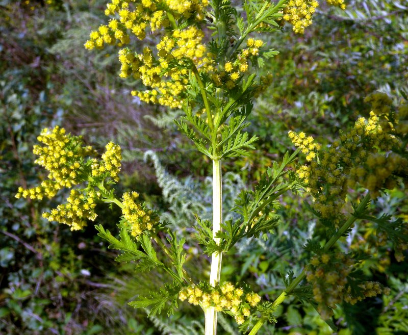 Cây thanh cao hoa vàng thường mọc ở vùng núi phía Bắc nước ta