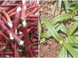 Mẹo Dùng Thảo Dược Tăng Cường Sinh Lý Nam Hiệu Quả Tại Nhà