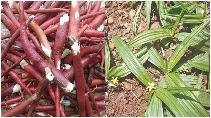 Mẹo Dùng Thảo Dược Tăng Cường Sinh Lý Nam Hiệu Quả Tại Nhà