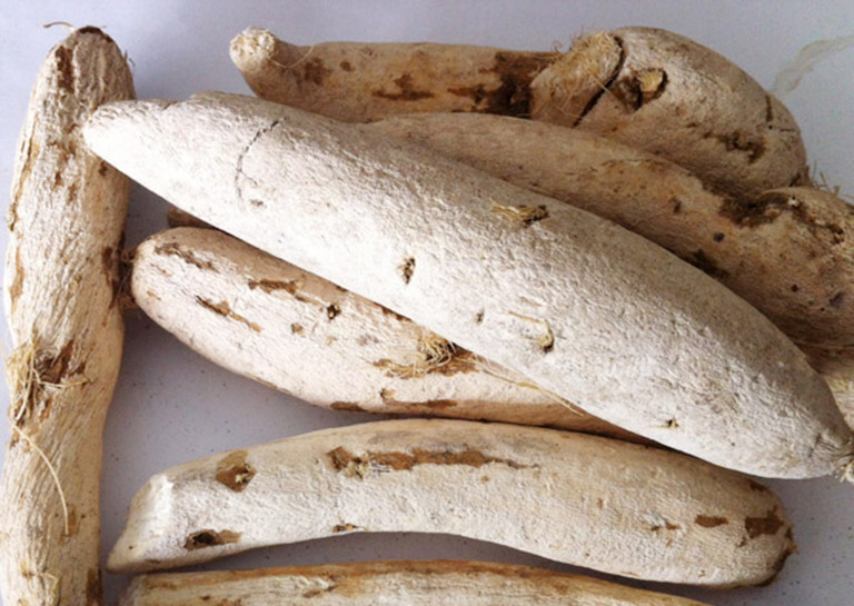 Thiên hoa phấn được dùng phổ biến trong các bài thuốc Đông y