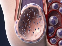 Thiếu kẽm gây suy giảm tinh trùng: Cảnh báo đỏ cho bản lĩnh Anh Em