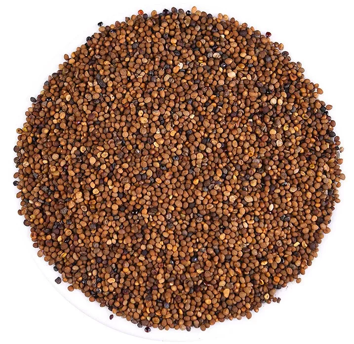 Thỏ ty tử là hạt của cây tơ hồng