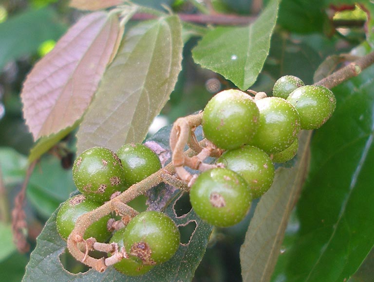 Cây cò ke thuộc họ cà phê