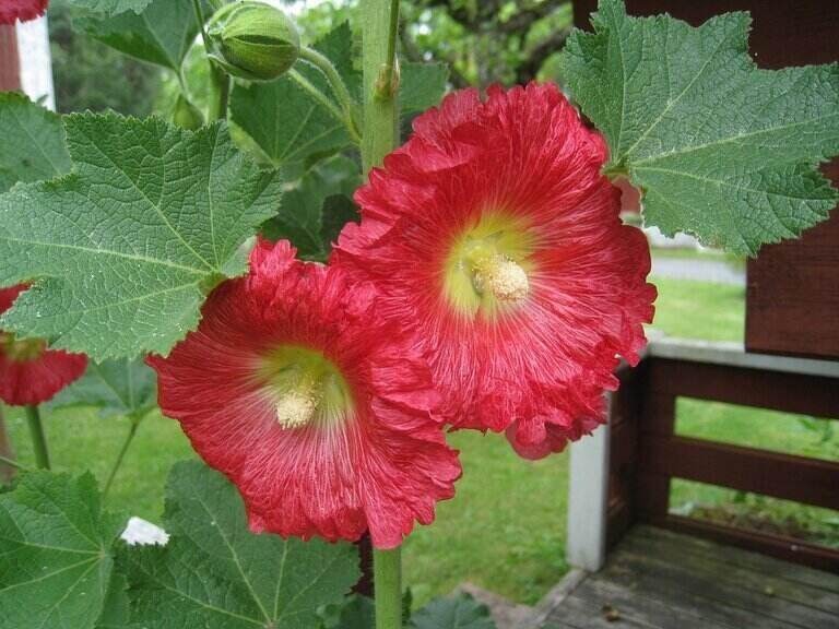 Thục quỳ có thể hỗ trợ điều hòa kinh nguyệt