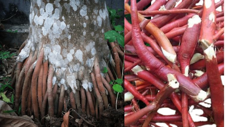 Mách Anh Em các cây thuốc nam chữa yếu sinh lý hiệu quả tại nhà