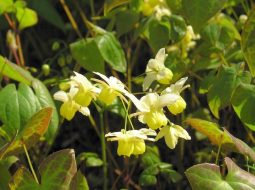 Thuốc nam chữa xuất tinh sớm: Bí quyết lấy lại bản lĩnh từ gốc Thận