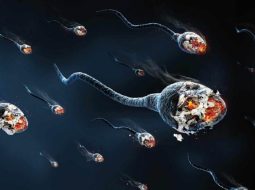 Tinh trùng dị dạng có ảnh hưởng đến thai nhi? Lời dặn từ Lão Tuấn