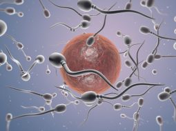 Tinh trùng dị dạng có gây dị tật thai nhi? Lời khuyên từ Lão Tuấn