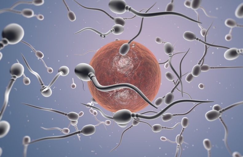 Tinh trùng dị dạng có gây dị tật thai nhi? Lời khuyên từ Lão Tuấn