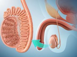 Tinh trùng được tạo ra từ đâu? Bí mật sinh lực từ tạng Thận