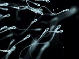 Tinh trùng Y sống được bao lâu và bí quyết dưỡng tinh giữ giống