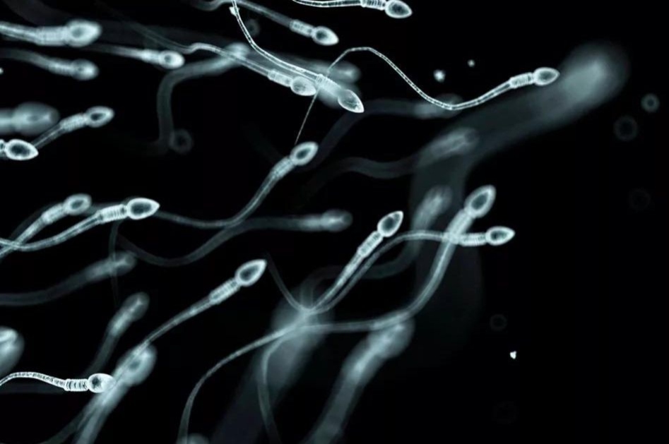 Tinh trùng Y sống được bao lâu và bí quyết dưỡng tinh giữ giống