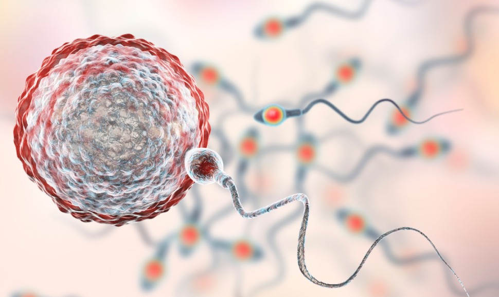 Tinh trùng yếu có con được không? Lời khuyên vàng từ Lão Tuấn