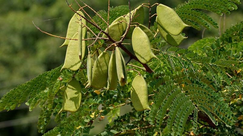 Tô mộc là vỏ cây gỗ vang