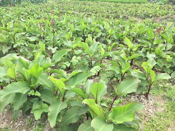 Củ dong riềng từ lâu đã là nguồn thực phẩm quen thuộc của bà con