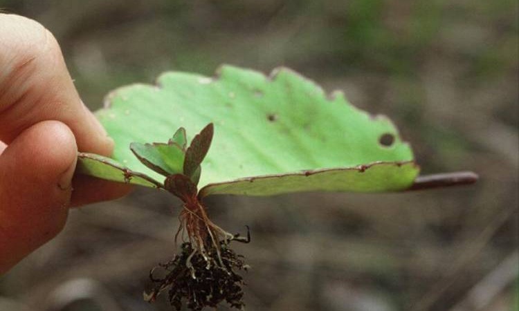 Cây lá bỏng giúp trị lá bỏng rất tốt