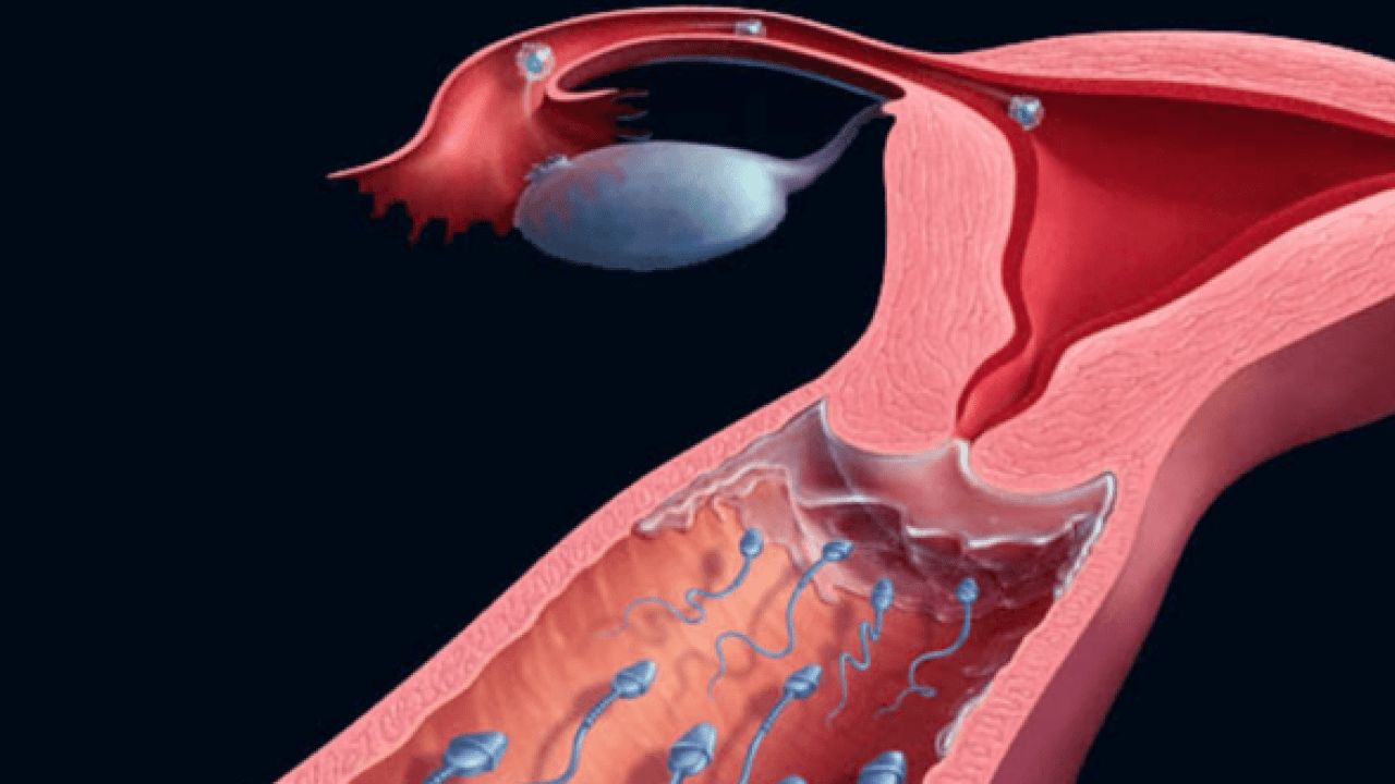 Tinh trùng y sống được bao lâu trong tử cung và cách dưỡng bền bỉ