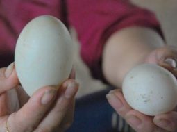 Trứng vịt có tốt cho tinh trùng không? Lời khuyên từ Lão Tuấn