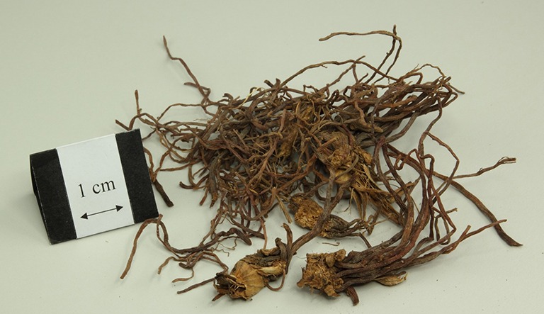 Tử uyển thường được dùng để trị ho