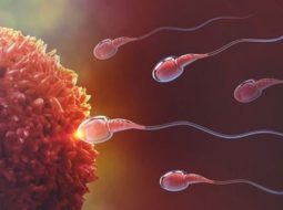 Xuất tinh sớm dễ có thai không? Lời đáp từ lương y 40 năm nghề