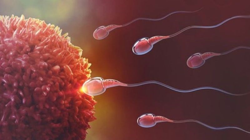 Xuất tinh sớm dễ có thai không? Lời đáp từ lương y 40 năm nghề