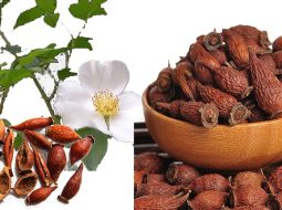 Xuất tinh sớm uống thuốc gì? Bí quyết giữ lửa bền bỉ cho Anh Em