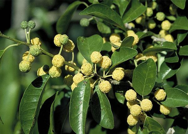 Cây mỏ quạ còn có tên là xuyên phá thạch