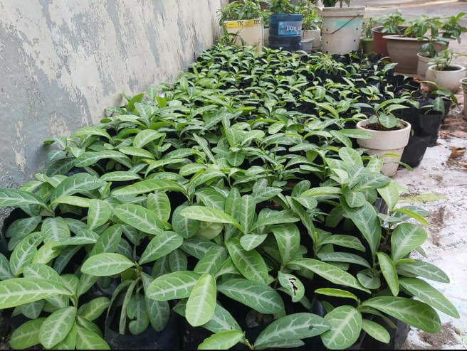 Cây thuốc giúp trị mẩn ngứa và đau nhức xương khớp