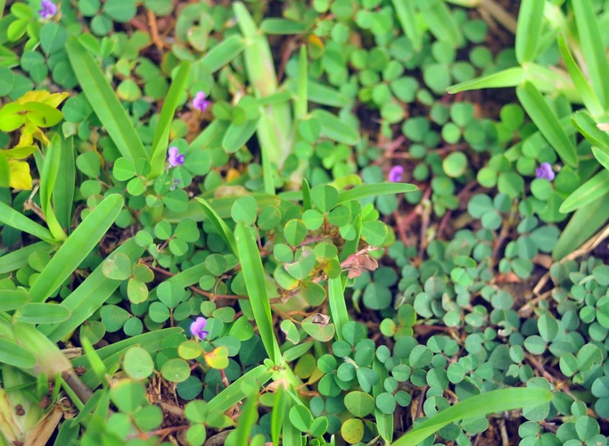 Vị thuốc giúp trị ho khá tốt