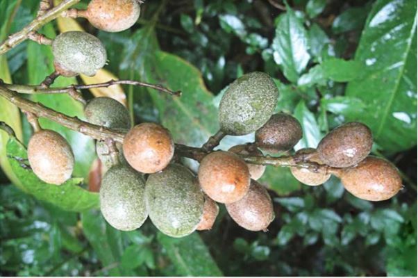 Cây trứng cuốc có quả khá giống quả trứng chim cuốc