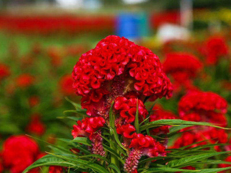 Cây hoa mào gà đỏ vô cùng quen thuộc với bà con