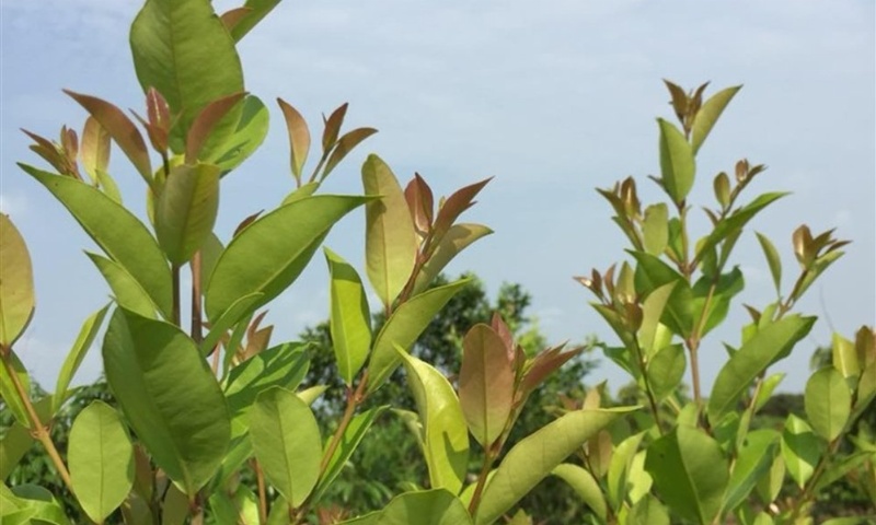 Sắn thuyền cho tác dụng chữa tiêu chảy rất tốt