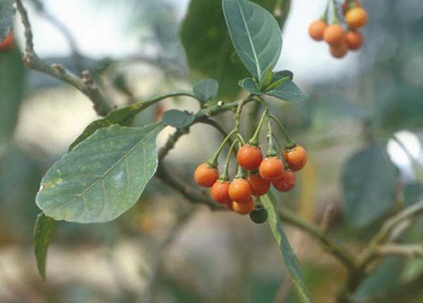 Cây chanh trường thuộc họ cam