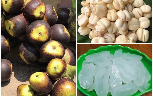 Cây thốt nốt thuộc họ cau