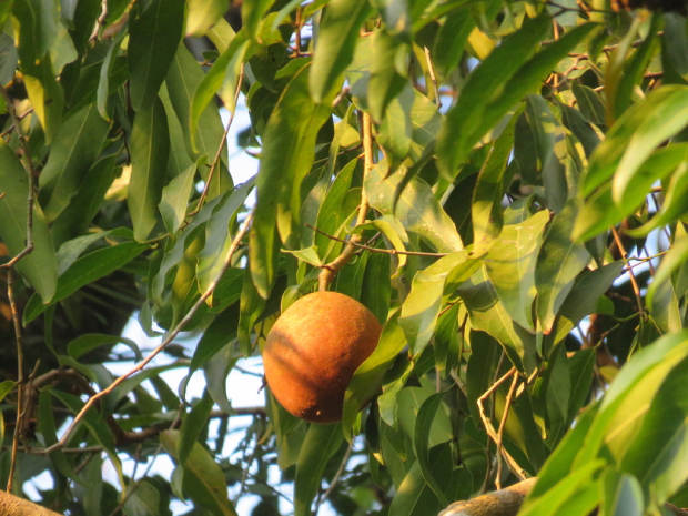 Cây đại phong tử mang tới nhiều giá trị cho y học cổ truyền