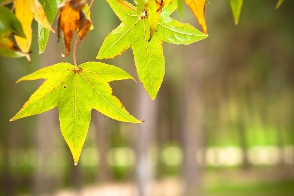 Tô hạp hương là vị thuốc quen thuộc của Y học cổ truyền