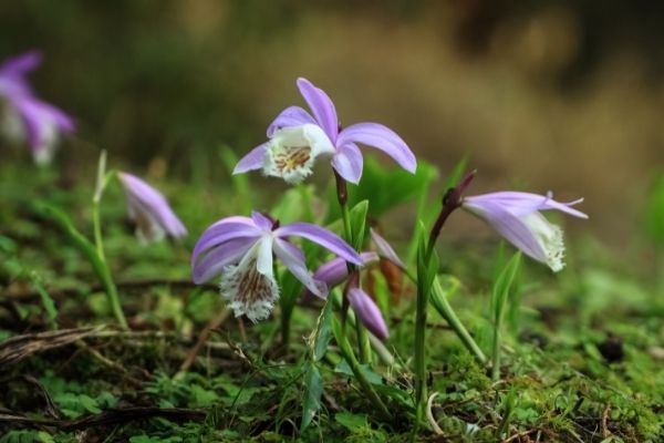 Vị thuốc Sơn từ cô | BvNTP