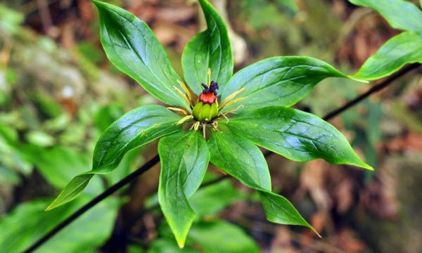 Vị thuốc giúp giải độc thanh nhiệt tốt