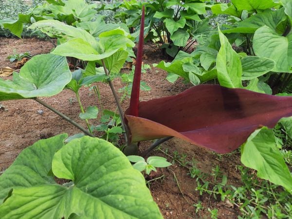 Cây bán hạ là vị thuốc Đông y rất quen thuộc