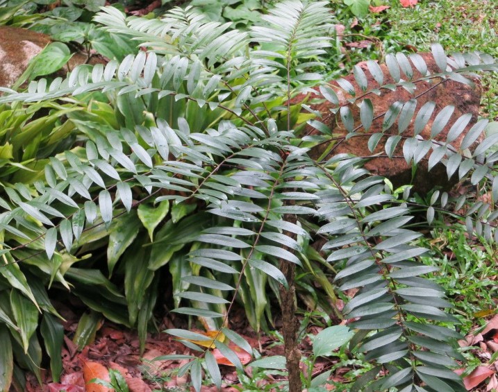 Mẹo dùng cây bách bệnh chữa xương khớp: Giảm đau, mạnh gân cốt tại nhà