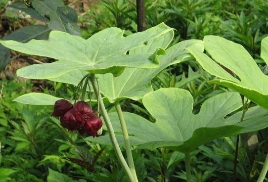 Cây bát giác liên có hoa màu đỏ sẫm