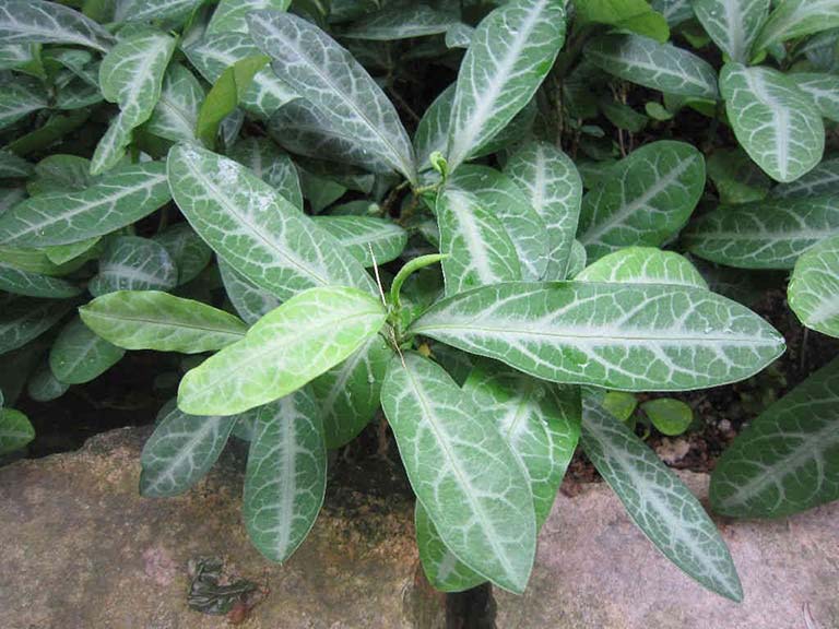 Cây cam xũng là vị thuốc rất phổ biến