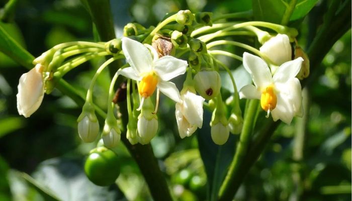 Chanh trường giúp giảm đau nhức xương khớp